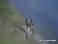 images/chamois/chamois-18-juin-2012-07 copie.jpg